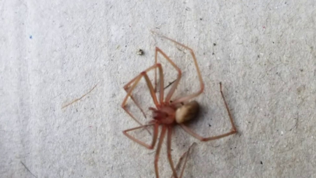 Venomous brown recluse spider found in 10 Michigan counties...